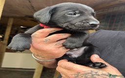 Labrador Retriever dogs for sale: Labrador puppies  - Image 10