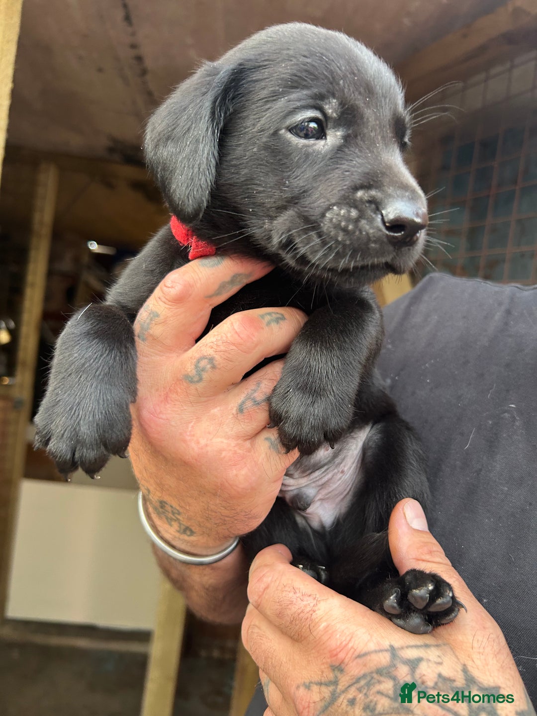 Labrador Retriever dogs for sale: Labrador puppies  - Image 10