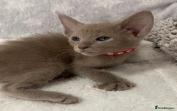 Oriental cats for sale: Oriental X Siamese  - Image 24
