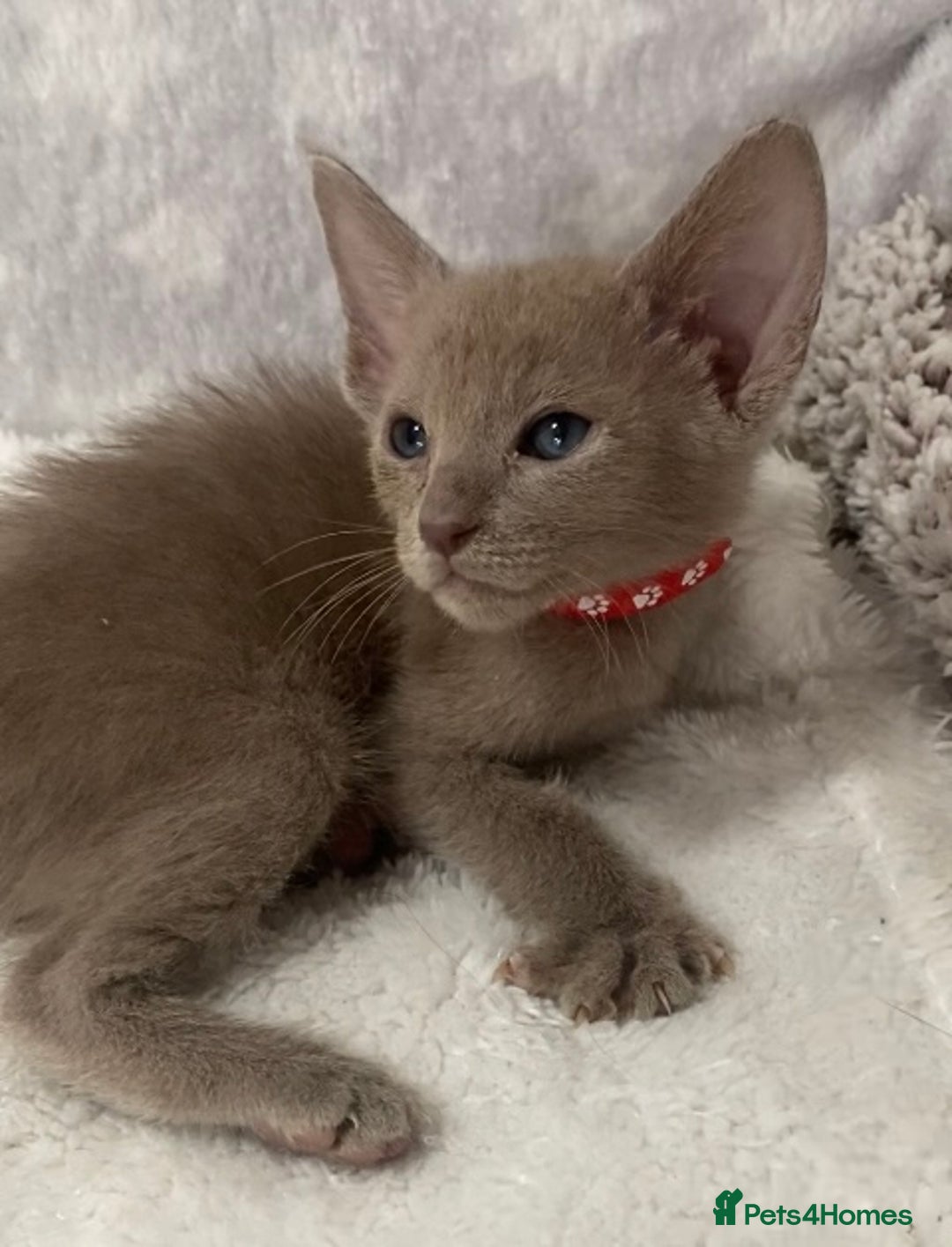 Oriental cats for sale: Oriental X Siamese  - Image 24