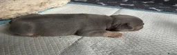 French Bulldog dogs for sale: Frechies pups Lilac & tans, Isabella & tan - Advert 14