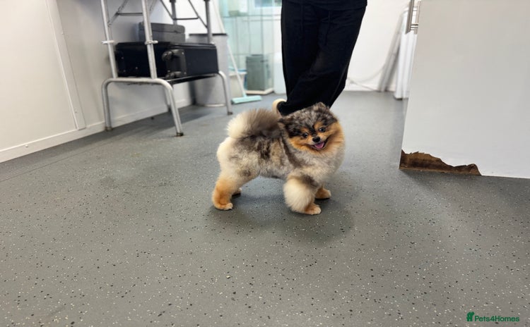Pomsky dogs in Carlisle - Advert 7