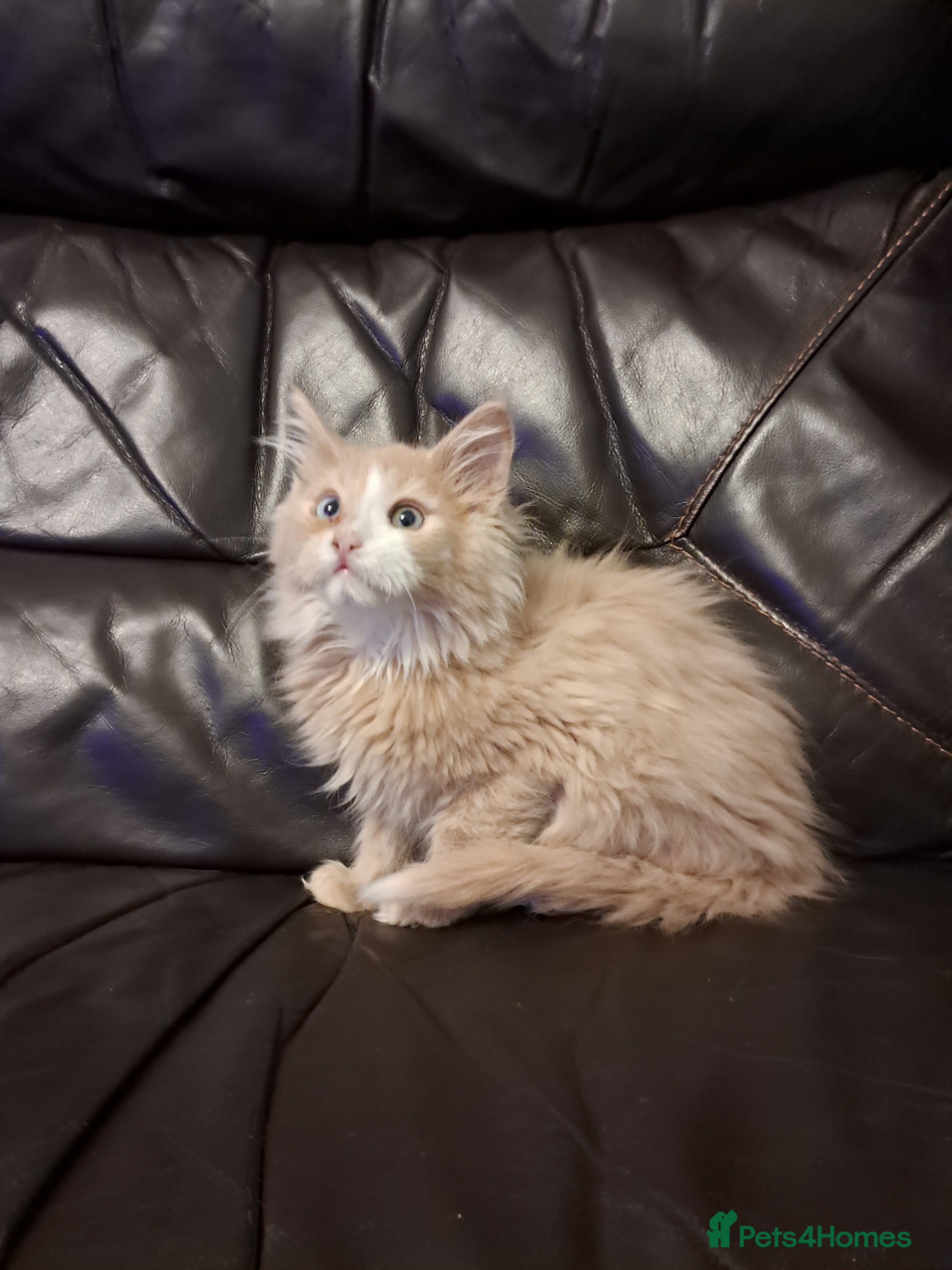 Maine Coon cats for sale: Maine Coon Kittens TICA registered - Advert 2