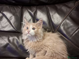Maine Coon cats Maine Coon Kittens TICA registered - Advert 17