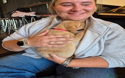 Labrador Retriever dogs for sale: Beautiful Lab Pups Looking for Loving Homes  - Image 3