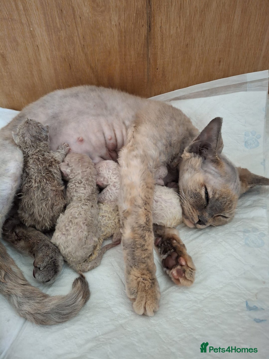 Devon Rex cats for sale: 🥰Leo lilac point with blue eyes Ready now - Image 12