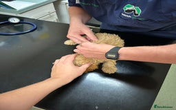 Cockapoo dogs for sale: Reduced F3 Cockapoo READY to leave 21st July  - Image 5