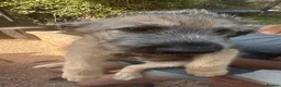 Irish Wolfhound dogs for sale: Irish wolfhound  - Advert 1