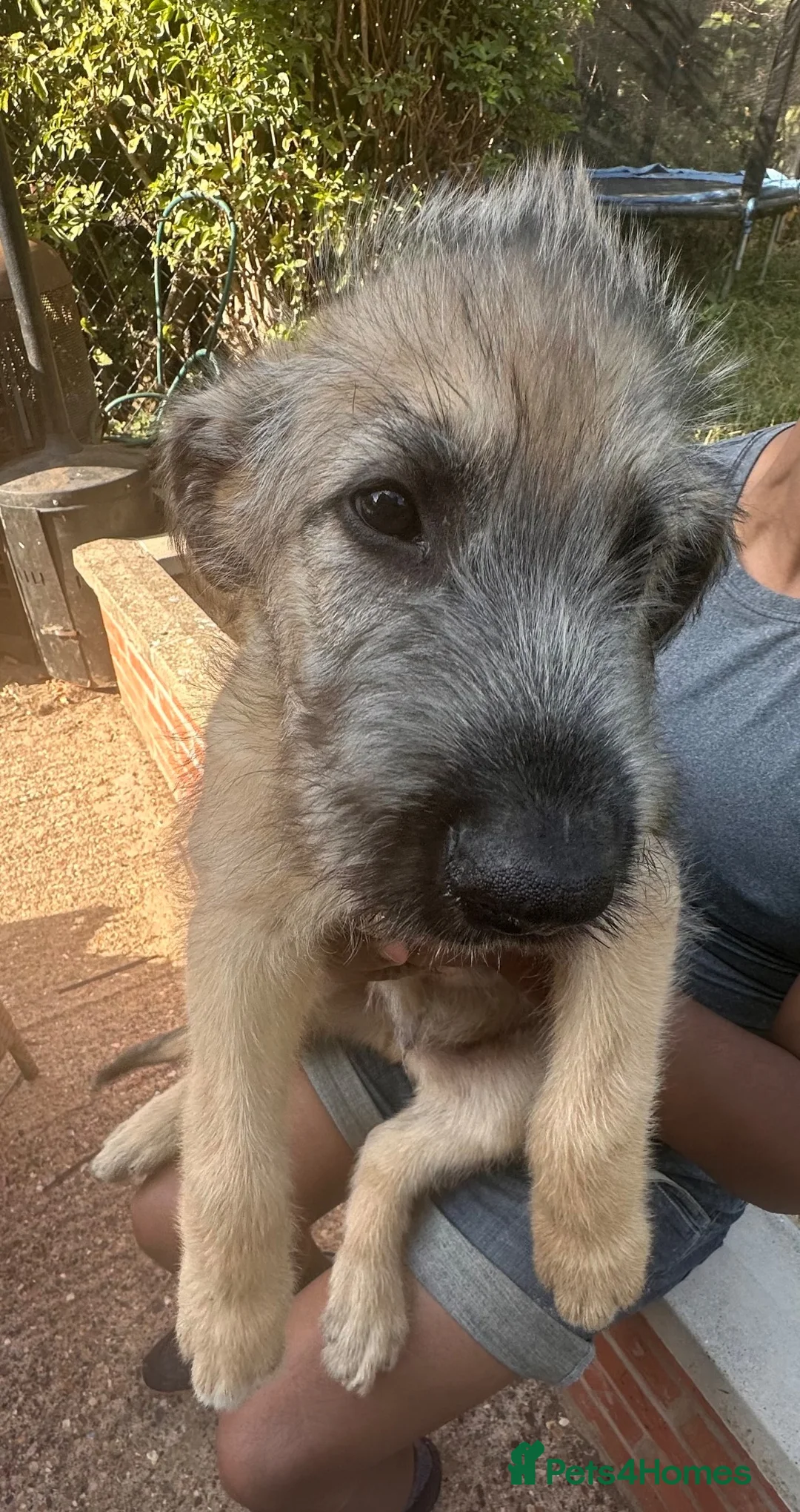Irish Wolfhound dogs for sale: Irish wolfhound  - Advert 1