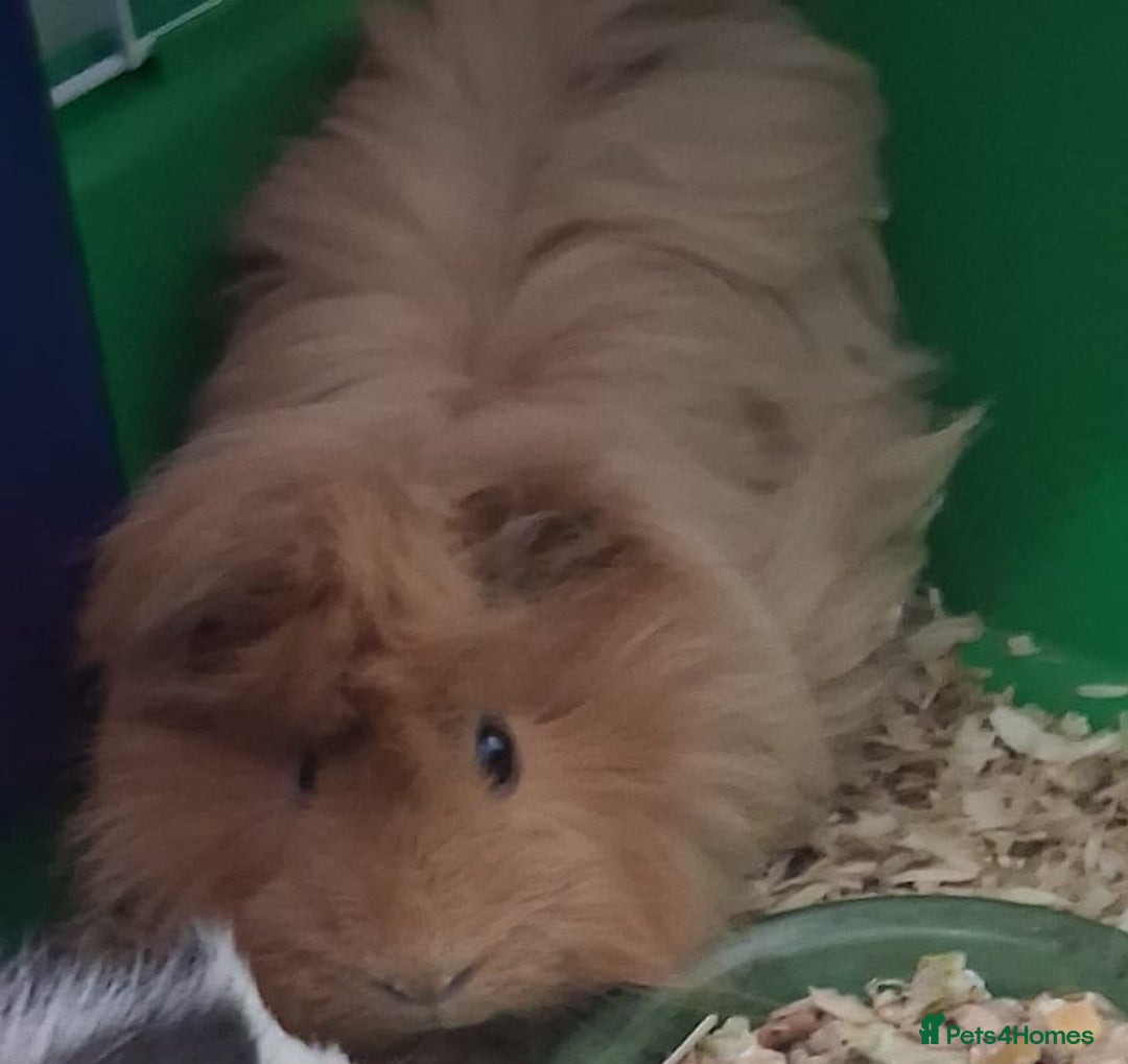 Guinea Pig rodents for sale: Male Ginepigs x 2 6 months old - Advert 3