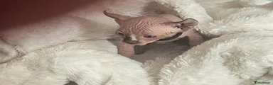 Sphynx Kitten 1 black band