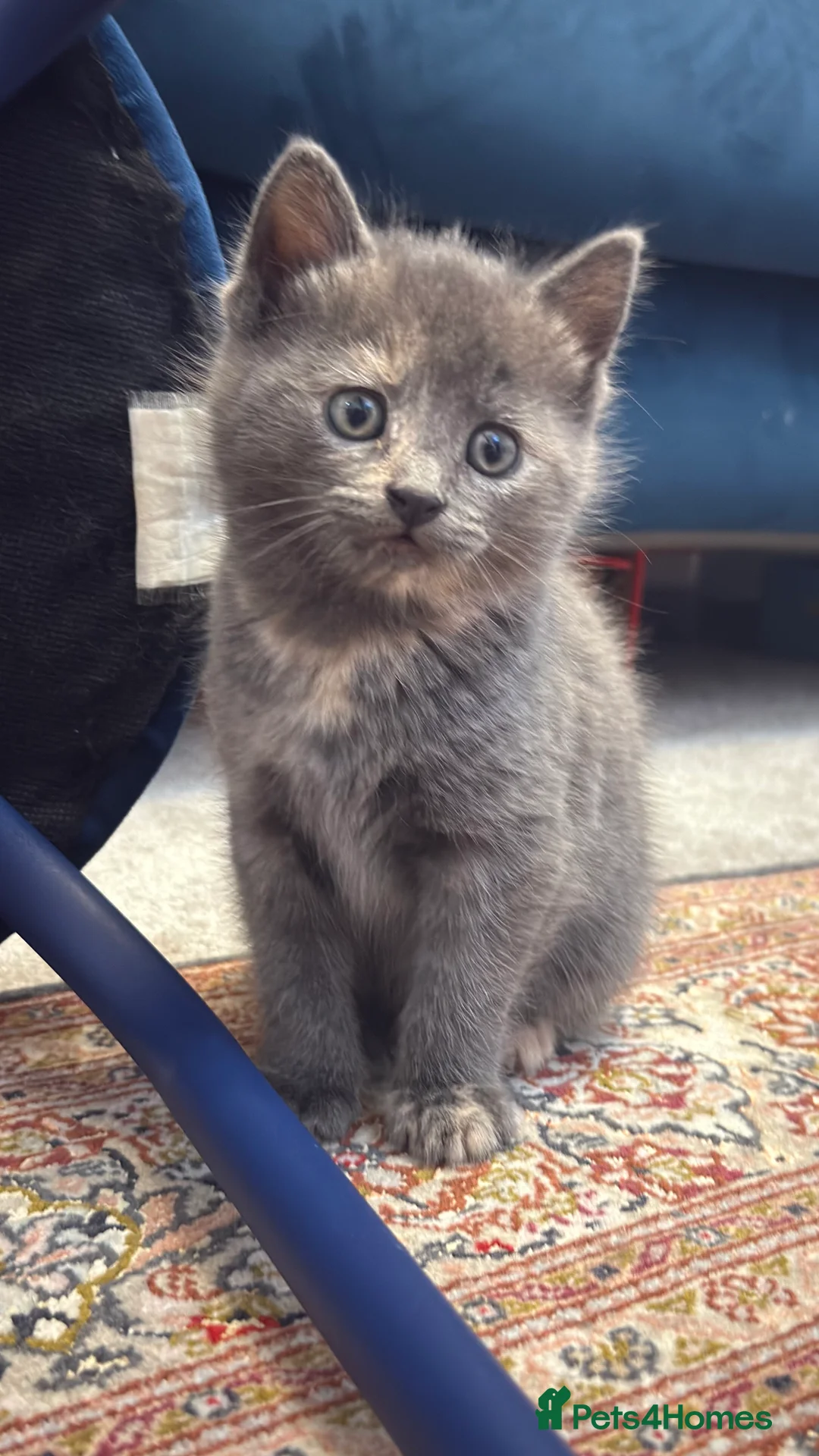 British Shorthair cats for sale: Lovely kittens  - Advert 16