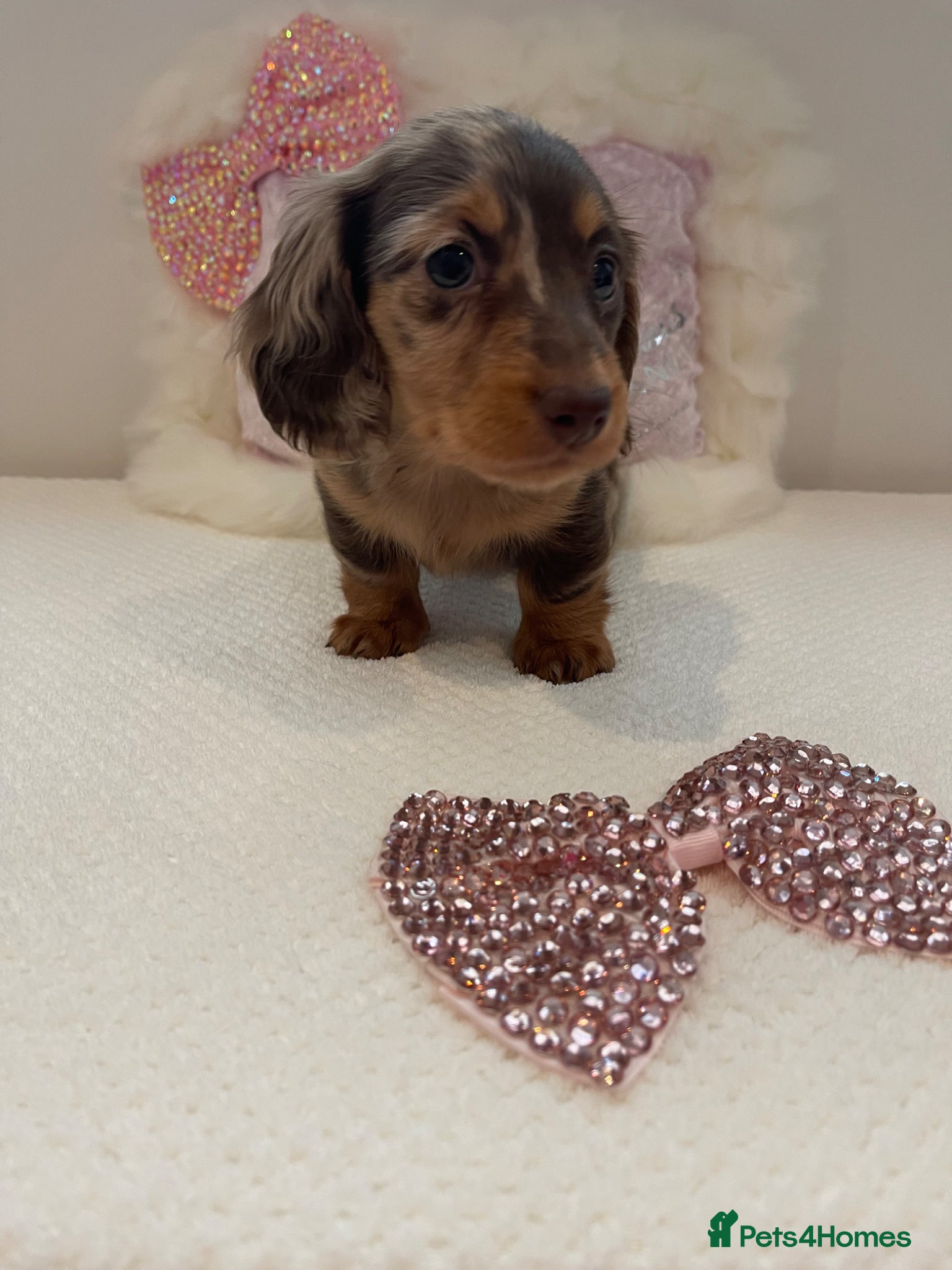 Miniature Dachshund dogs Beautiful miniature L/C dachshunds available - Advert 5