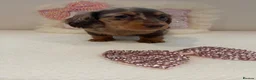 Miniature Dachshund dogs for sale: Beautiful miniature L/C dachshunds available - Advert 1