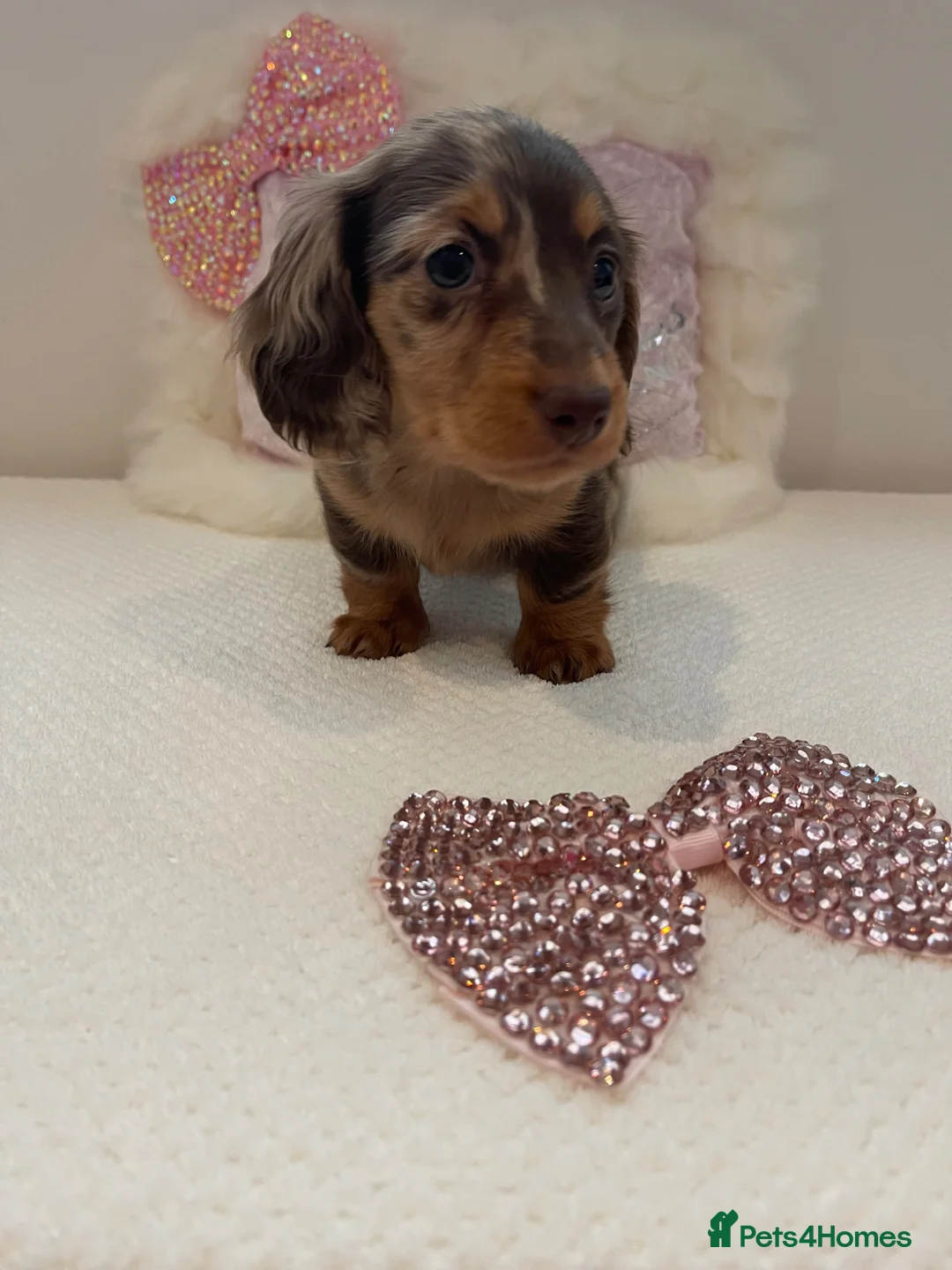 Miniature Dachshund dogs for sale: Beautiful miniature L/C dachshunds available - Advert 1