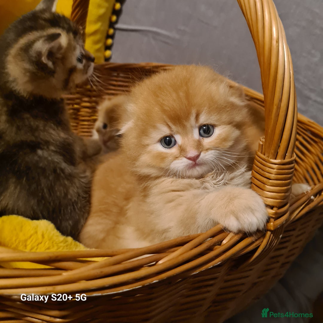 Scottish Fold cats for sale: Scottish fold looking for forever home - Image 9