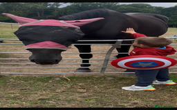American Standardbred horses for sale: 15hh black mare  - Image 13