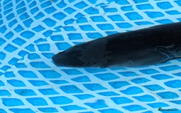Pond Fish fish for sale: Grass carp metre long  - Image 7