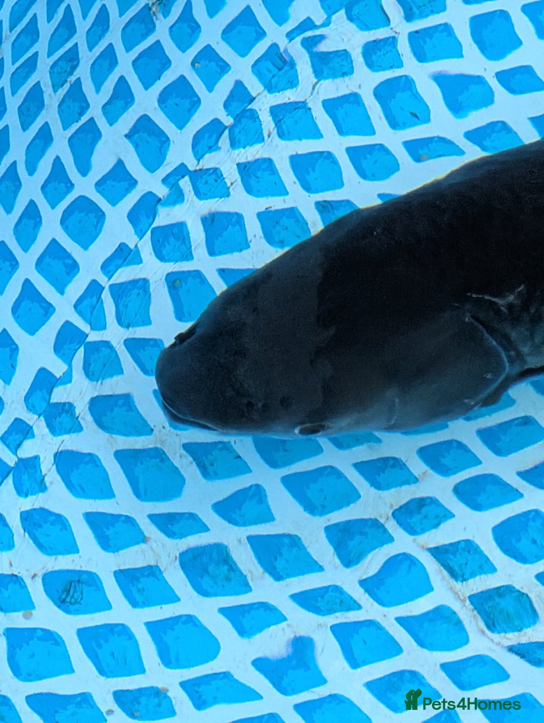 Pond Fish fish for sale: Grass carp metre long  - Image 7