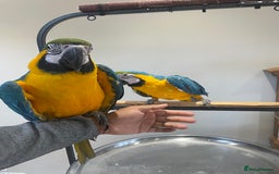Macaws birds for sale: Ready Baby HandReared Super Tame Blue & Gold Macaw - Image 7