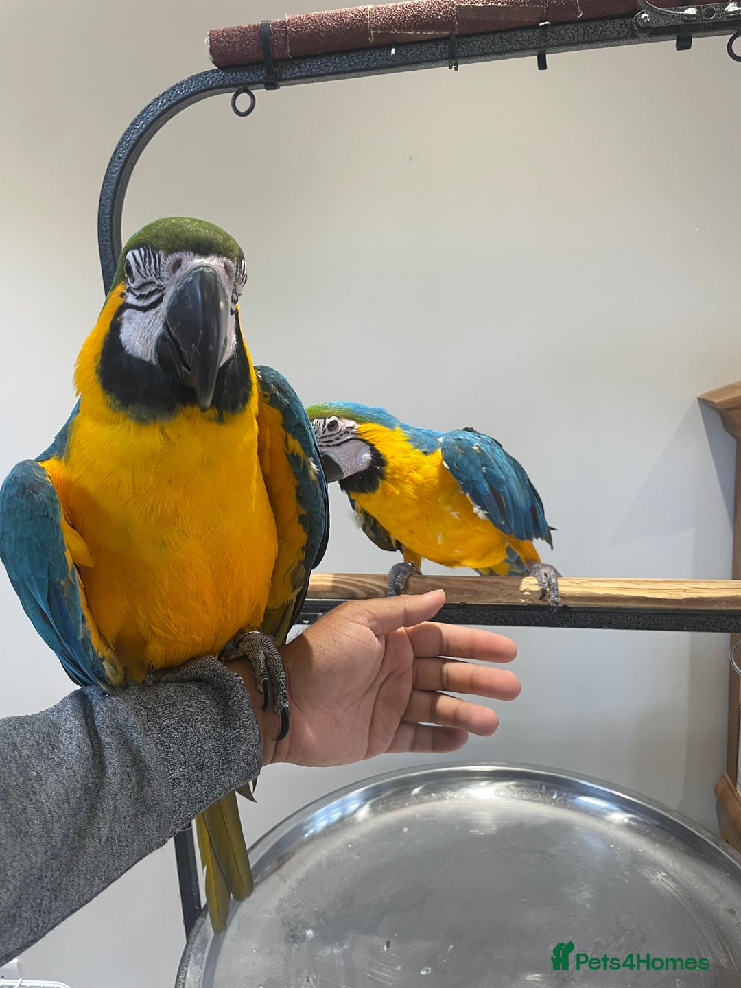 Macaws birds for sale: Ready Baby HandReared Super Tame Blue & Gold Macaw - Image 7