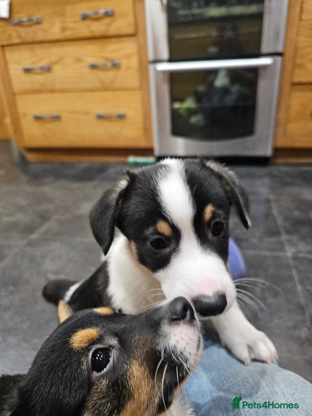 Mixed Breed dogs for sale: Corgi x Jack Russell terrier pups - Advert 9