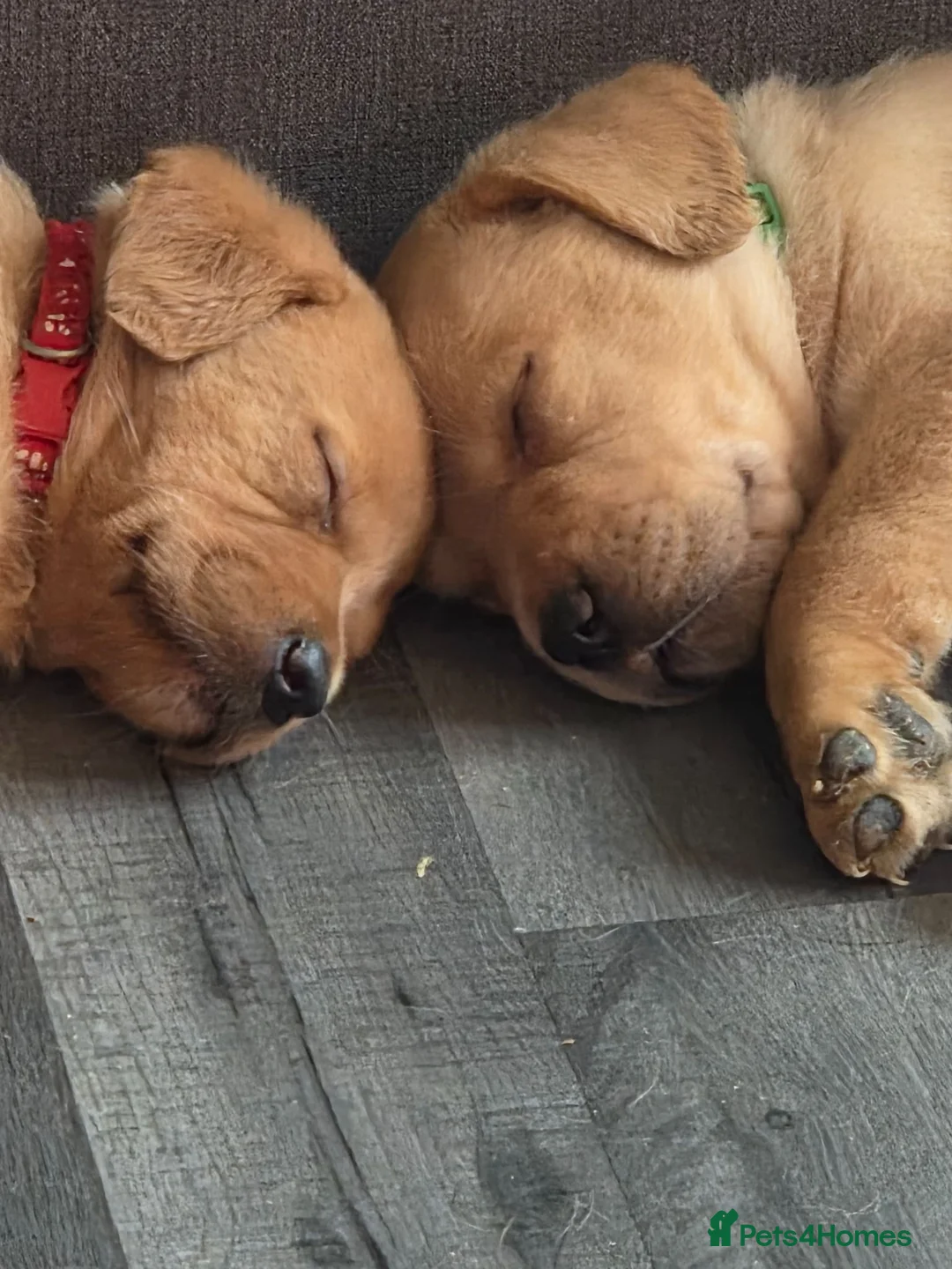 Labrador Retriever dogs for sale: Labrador pups - Advert 8