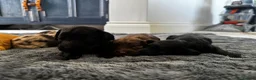 Cockapoo dogs for sale: Beautiful F1 cockapoos  - Advert 7