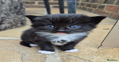 Mixed Breed cats - Advert 3