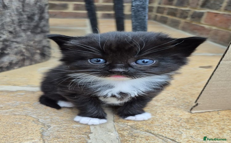 Mixed Breed cats - Advert 14