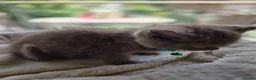 British Shorthair cats for sale: RARE! British Shorthair Kittens Cinnamon & Fawn in London - Advert 5