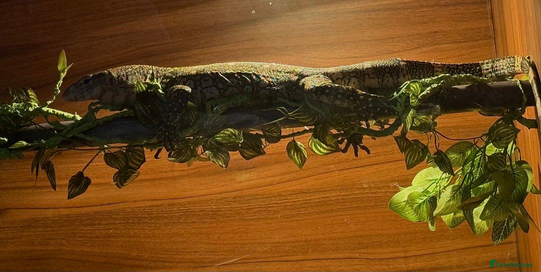 Monitor reptiles for sale: Nile monitor  - Image 7