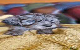 Cavapoo dogs for sale: Gorgeous f1b Cavapoo puppys.Health tested parents  - Image 11