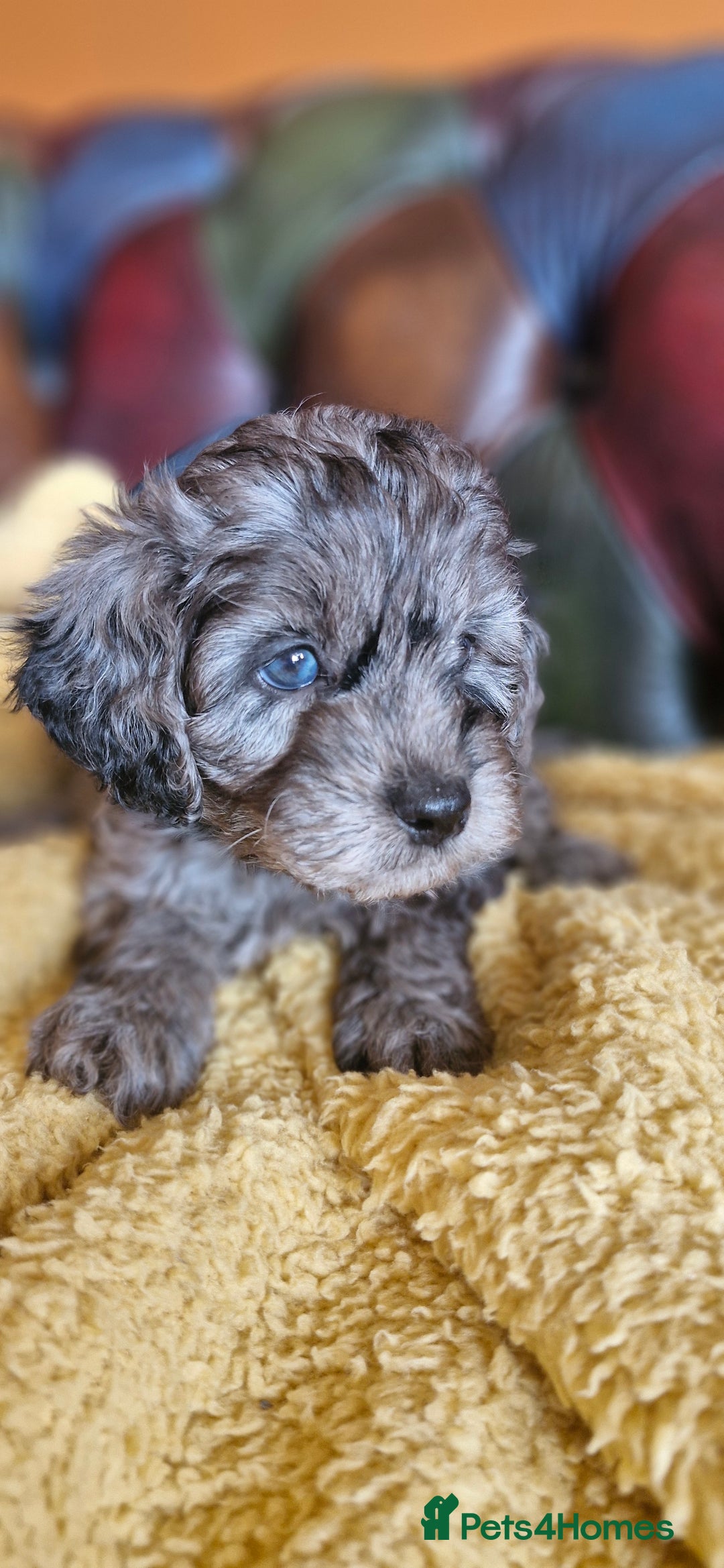 Cavapoo dogs for sale: Gorgeous f1b Cavapoo puppys.Health tested parents  - Image 11