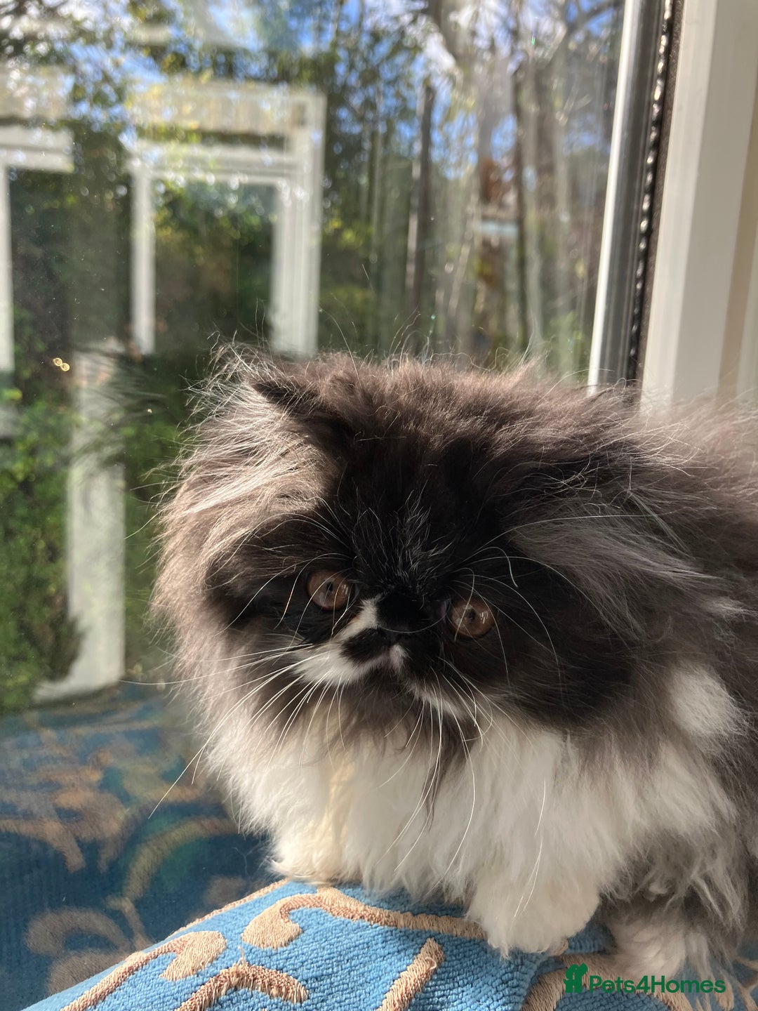 Persian cats for sale: Quality GCCF Registered Pure Persian Kittens  - Image 1
