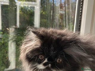 Persian cats - Advert 3