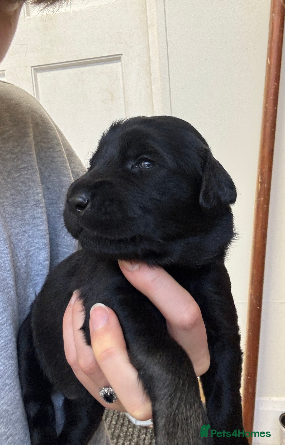 Mixed Breed dogs for sale: Flat Coat x Golden + Flat Coat x Labrador Puppies  - Advert 15