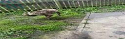Mixed Breed dogs for sale: My Dog Hennessy  in Wembley - Advert 2