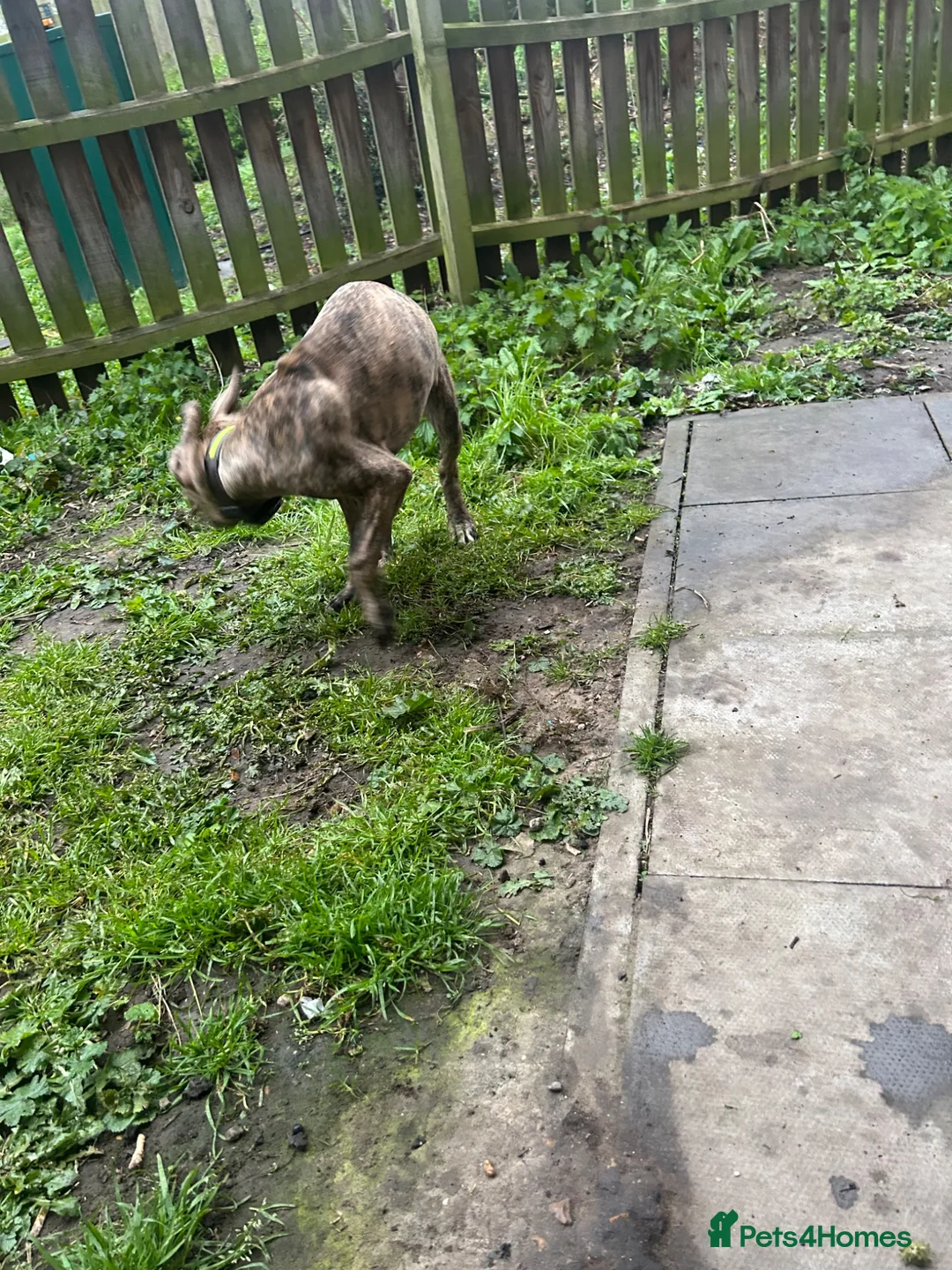 Mixed Breed dogs for sale: My Dog Hennessy  in Wembley - Advert 2