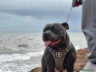 Staffordshire Bull Terrier dogs in Worcester - Advert 30