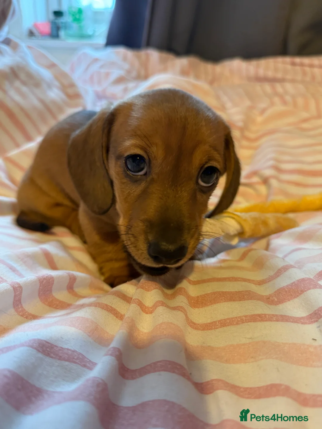 Miniature Dachshund dogs for sale: Beautiful miniature dachshund - Advert 5