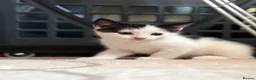 Mixed Breed cats for sale: Adorable black & white boy kittens - ready in 2wks - Advert 37