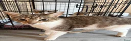Mixed Breed cats for sale: 4 beautiful kittens  - Advert 1