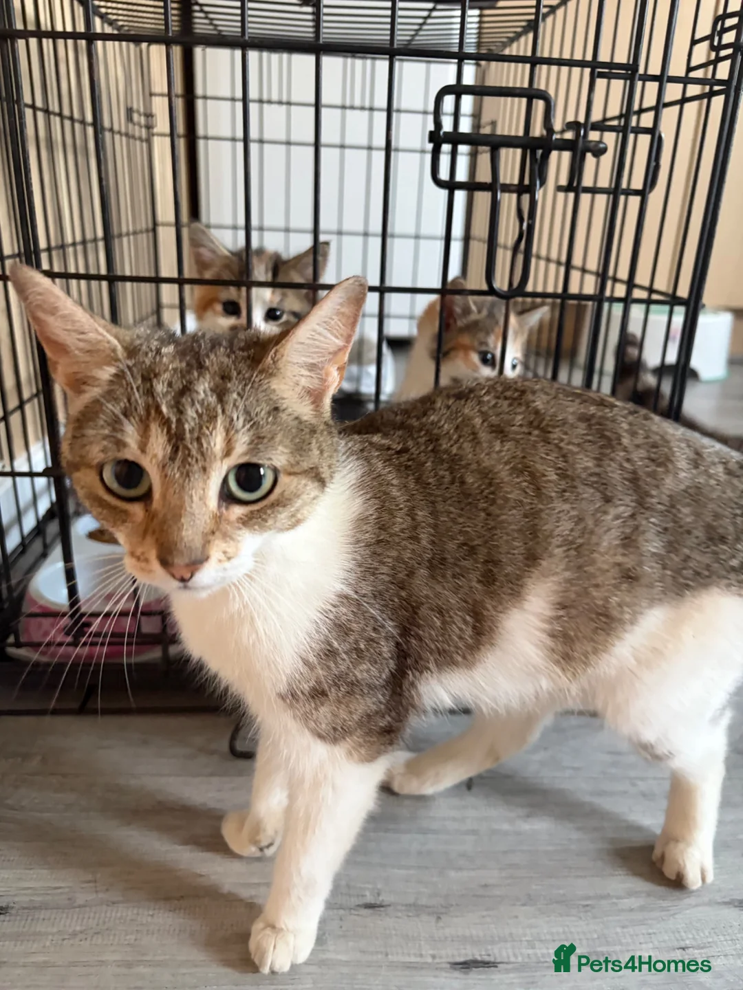 Mixed Breed cats for sale: 4 beautiful kittens  - Advert 1