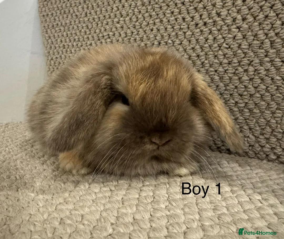 Mini Lop rabbits for sale: ✨STUNNING MINI LOP, READY TO RESERVE✨ - Advert 1