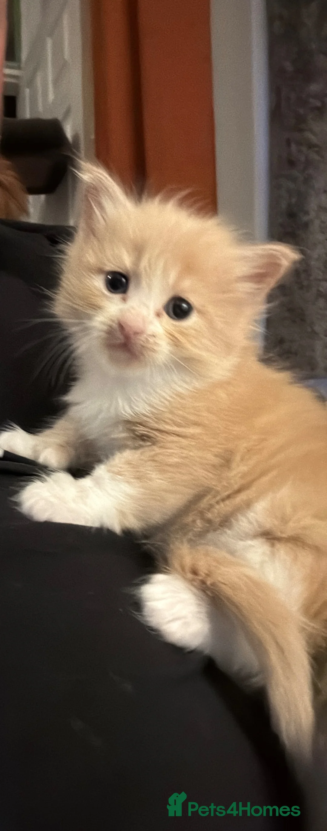 Mixed Breed cats for sale: Maine coon x ragdoll kittens - Advert 2