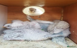 Budgerigars birds for sale: !!! YOUNG BUDGIES READY FOR REHOMING!!! - Image 7