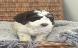 Cockapoo dogs for sale: Cockapoo puppies. Fully DNA tested.  - Image 11