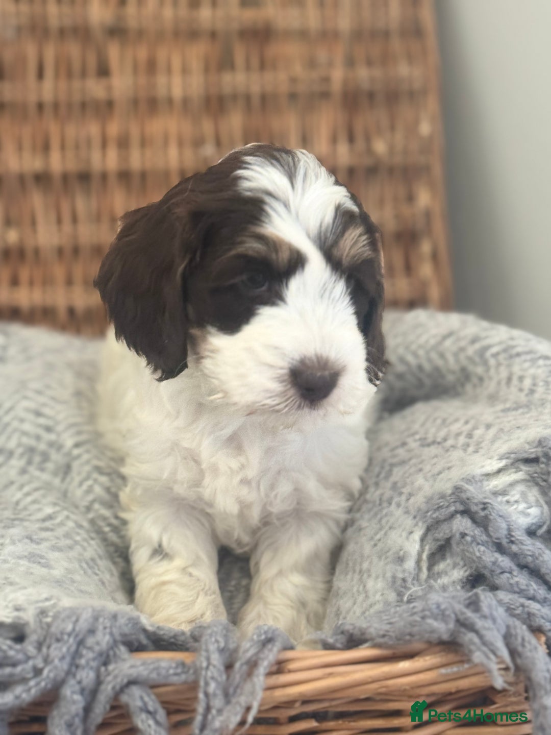 Cockapoo dogs for sale: Cockapoo puppies. Fully DNA tested.  - Image 11