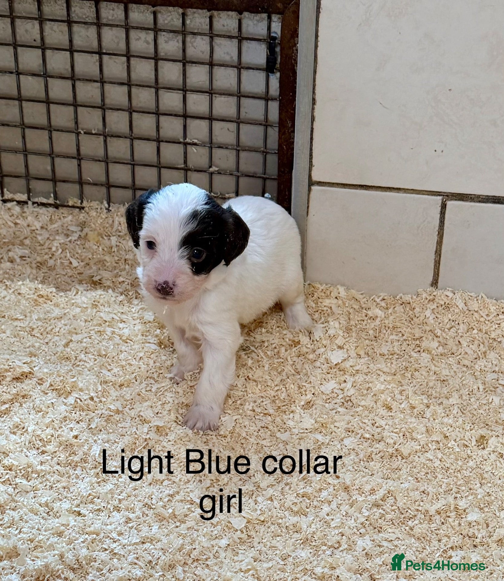 Sproodle dogs Sproodle puppies from experienced, licensed breedr - Advert 1